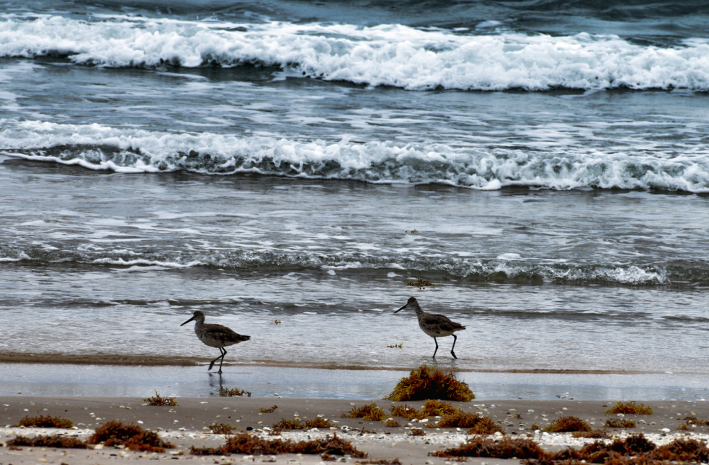 LITTLE BIRDS AT THE BEACH