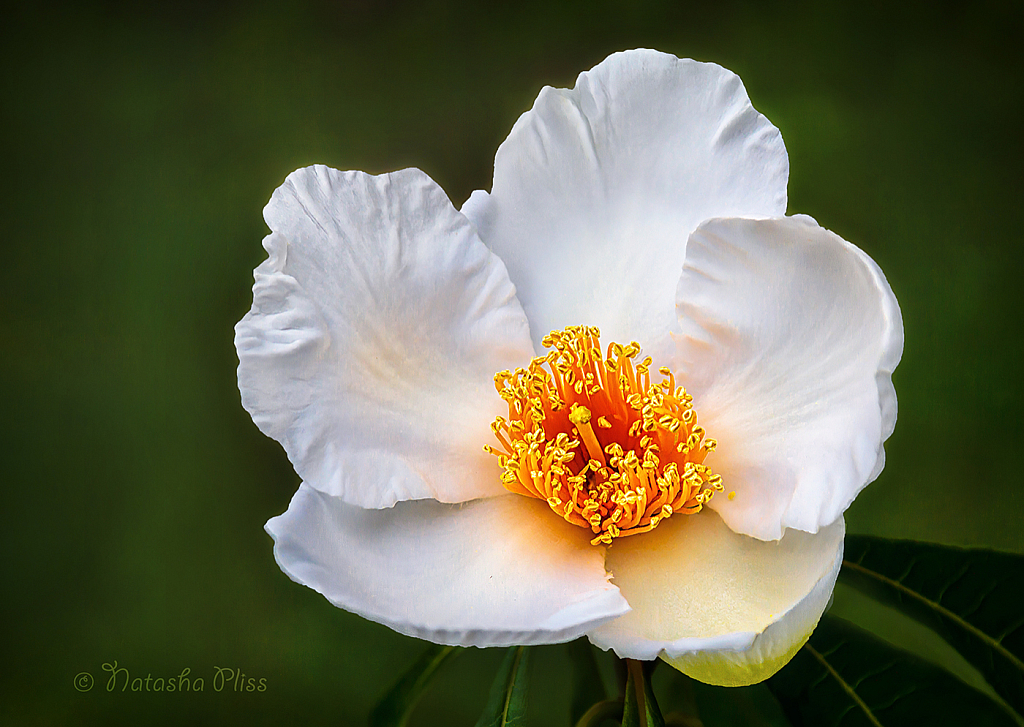 Mysterious Franklinia