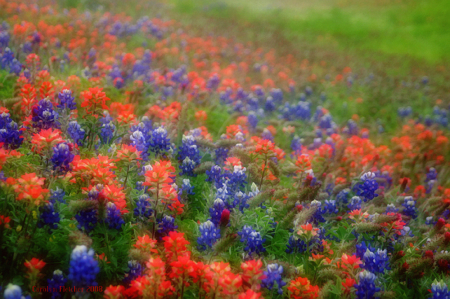 Another Super Bloom