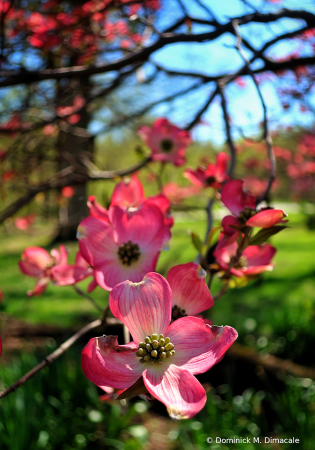 ~ ~ PINK DOGWOODS ~ ~ 