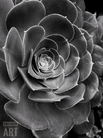 ~ ~ SUCCULENT IN B/W ~ ~ 