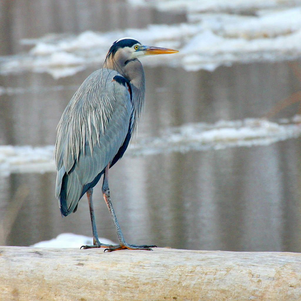 From the Banks of the Mississippi River