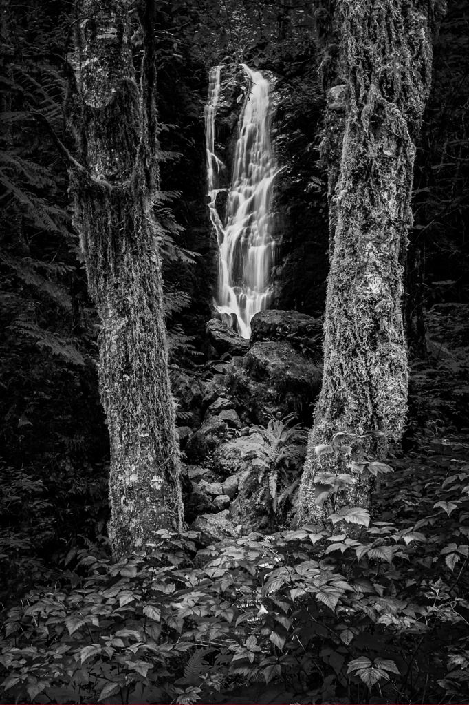 Olympic Rainforest Poem, Lake Quinault, WA - ID: 16073018 © Martin L. Heavner