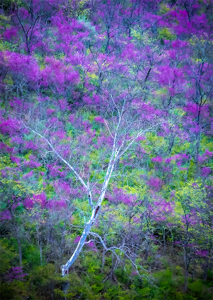 Redbud Riot, Bedford Valley, PA - ID: 16073020 © Martin L. Heavner