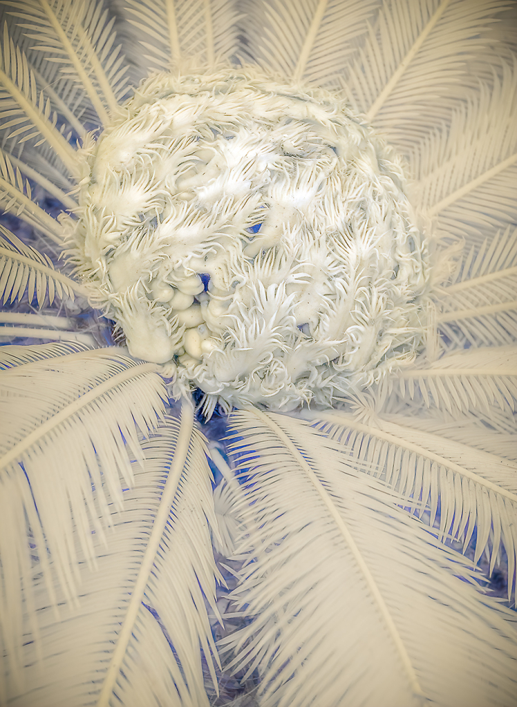 Palm Study, Jekyll Island, GA - ID: 16073022 © Martin L. Heavner