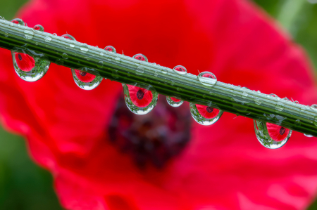 RED REFRACTION