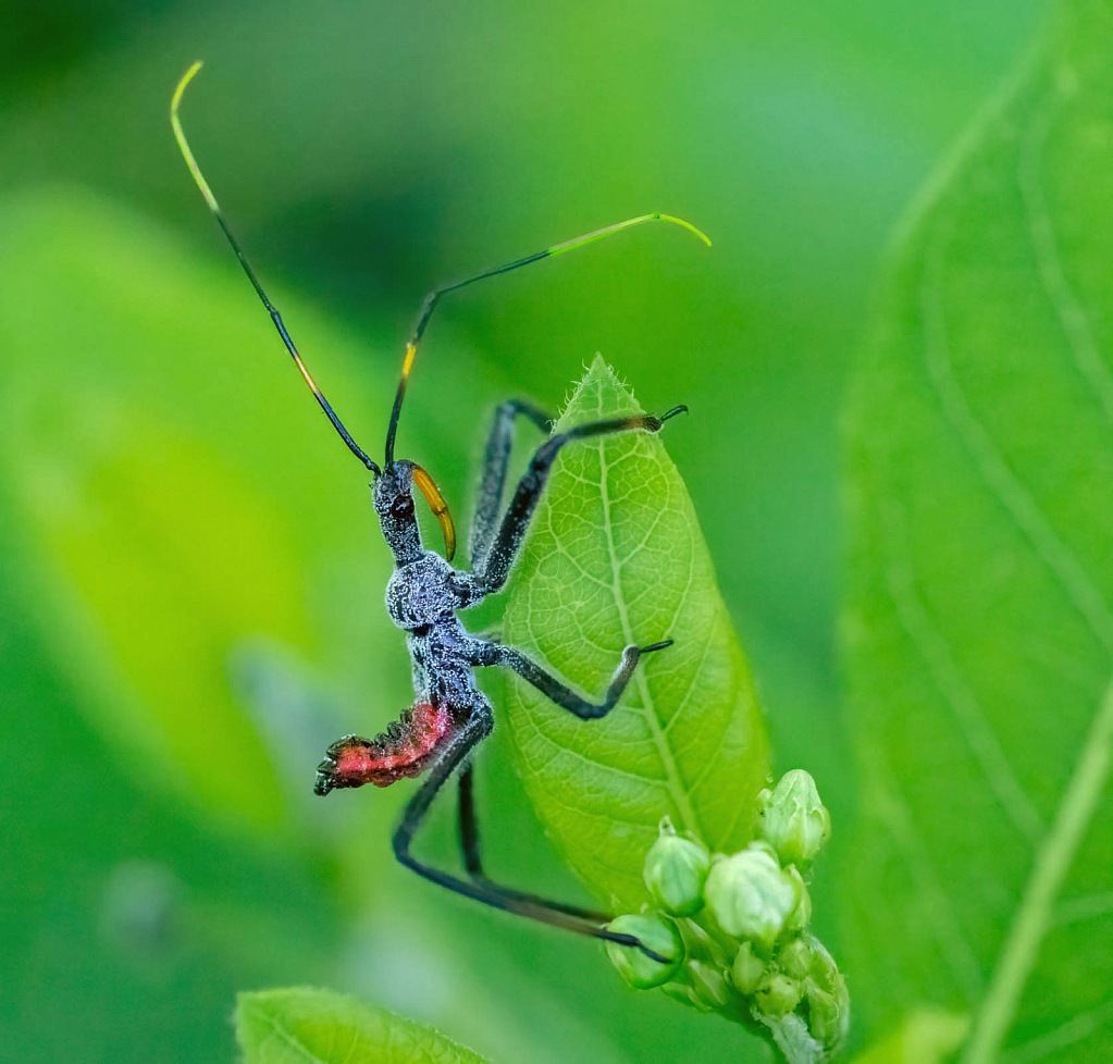 The Beautiful Red Assassin Bug