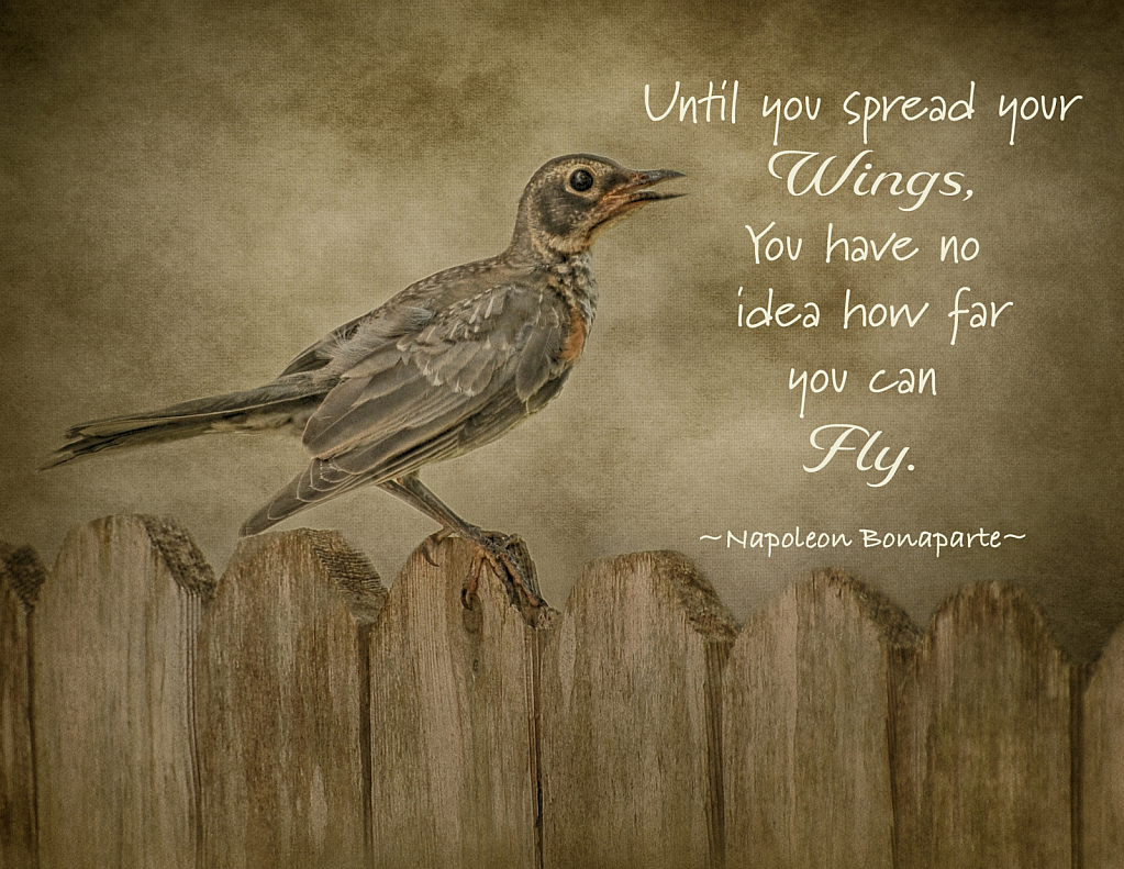 Spread Your Wings...