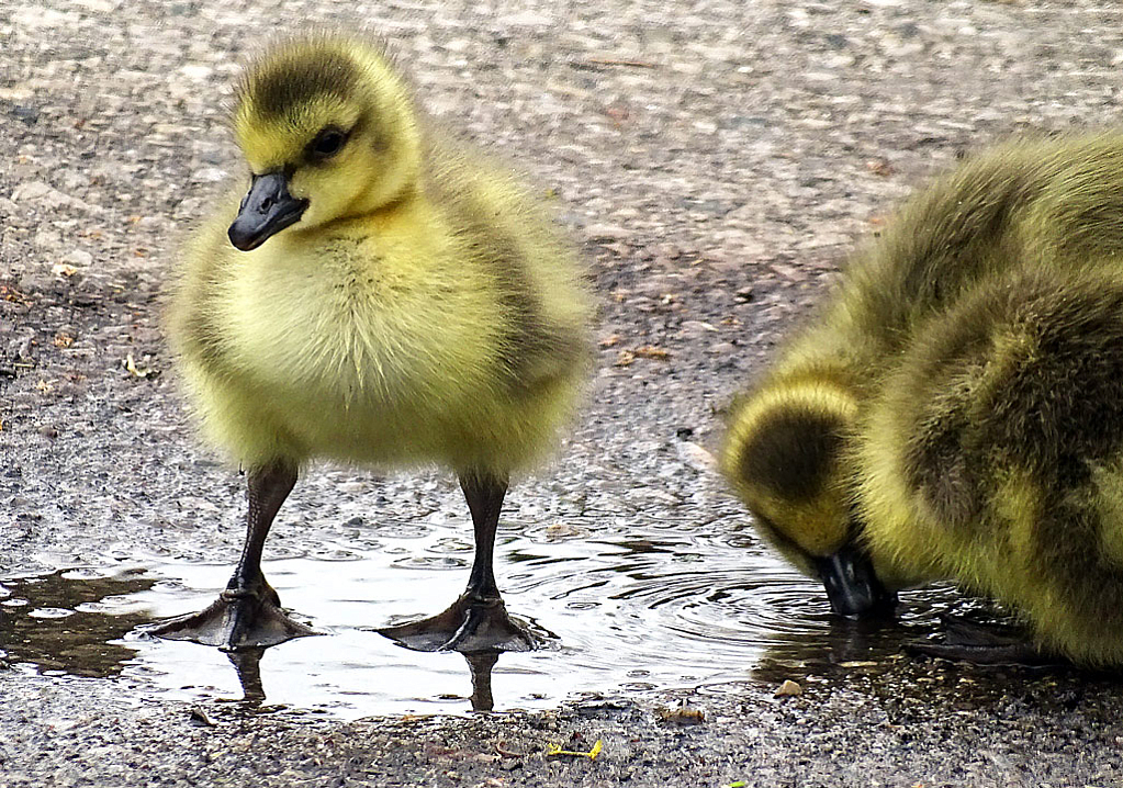 Goslings