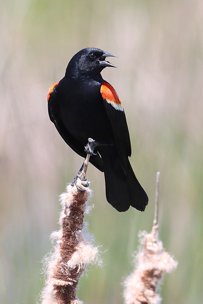 Red-winged Blackbird