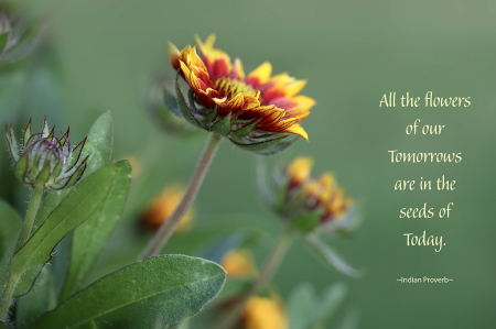 All the Flowers...