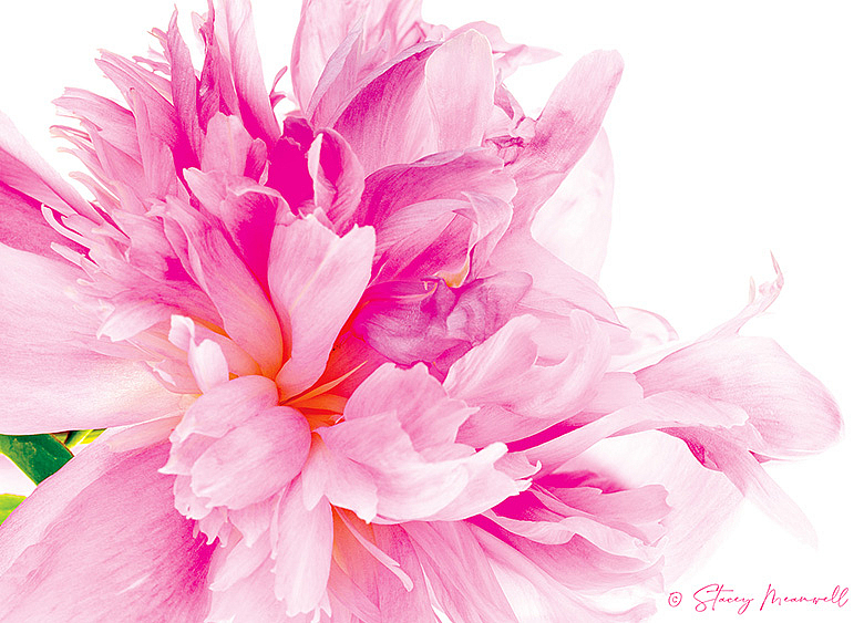 Peony Fairy