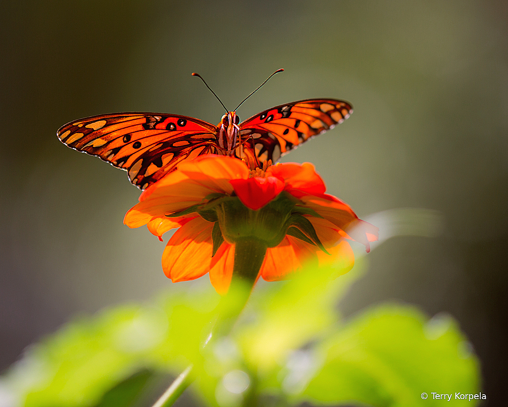 Butterfly - ID: 16073258 © Terry Korpela