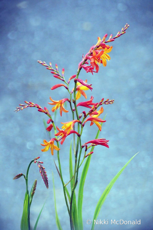 Crocosmia