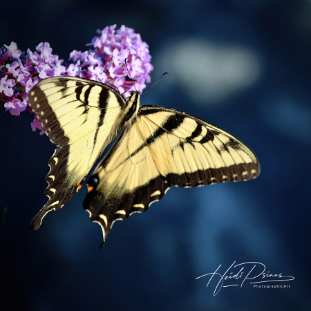 Yellow Swallowtail