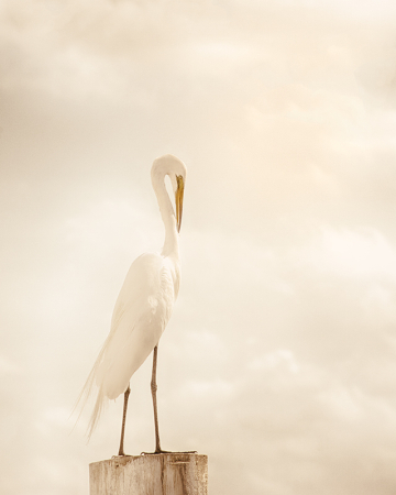 Elegant Egret