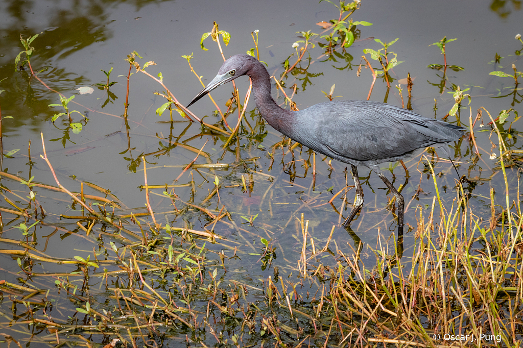 Little Blue Heron