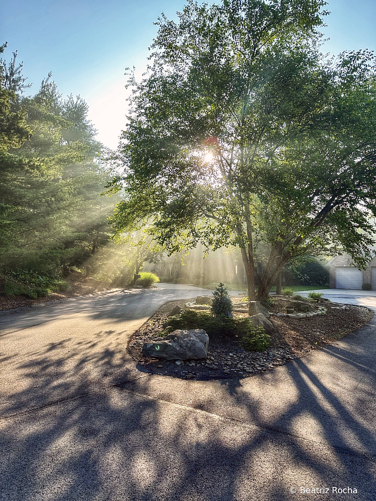 A Beautiful Morning Walk