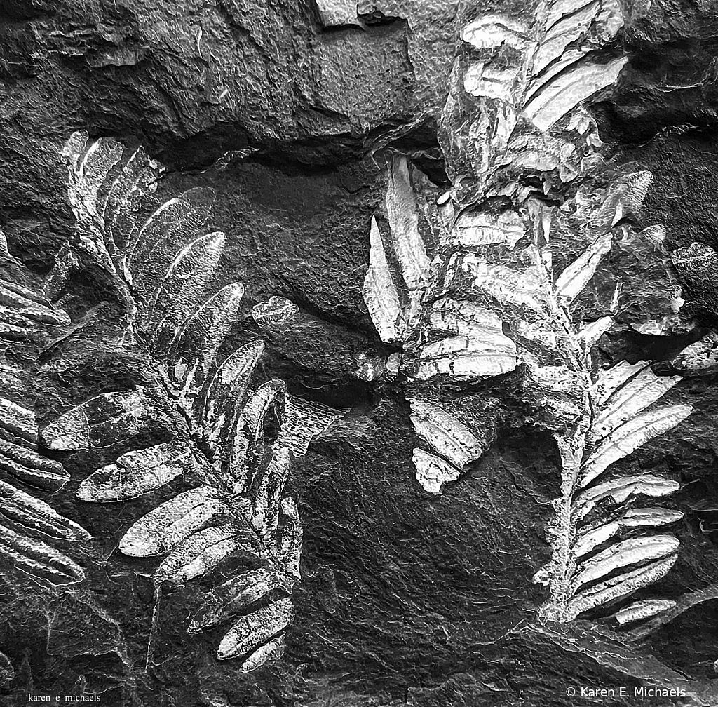 Carbonized Fossil - ID: 16073511 © Karen E. Michaels