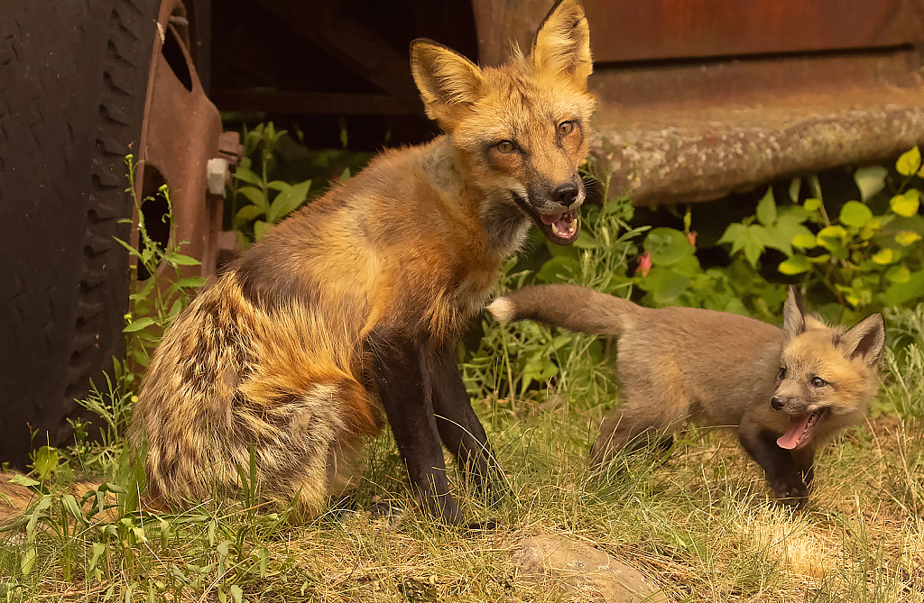 Red Fox and Baby