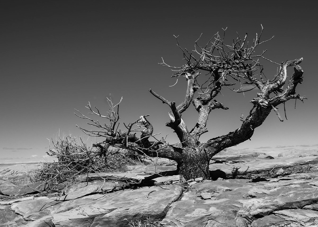 An Old Desert Tree 