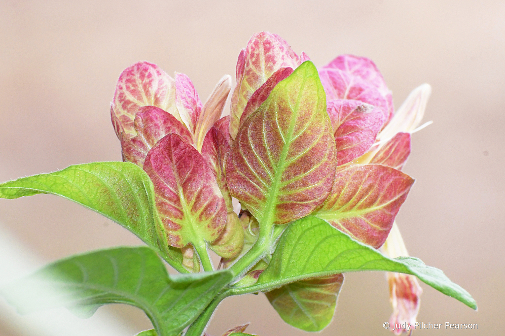 the exotic shrimp plant blossom....