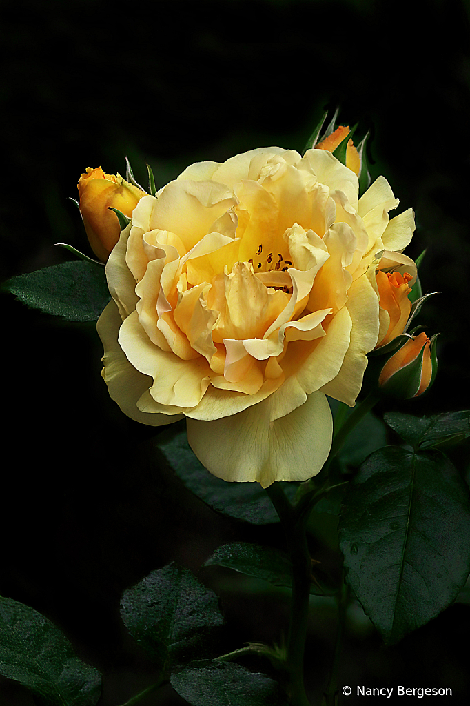 Yellow Roses