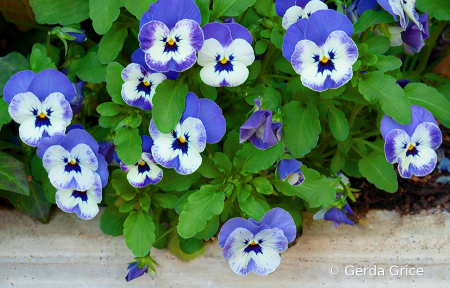 Blue Violets
