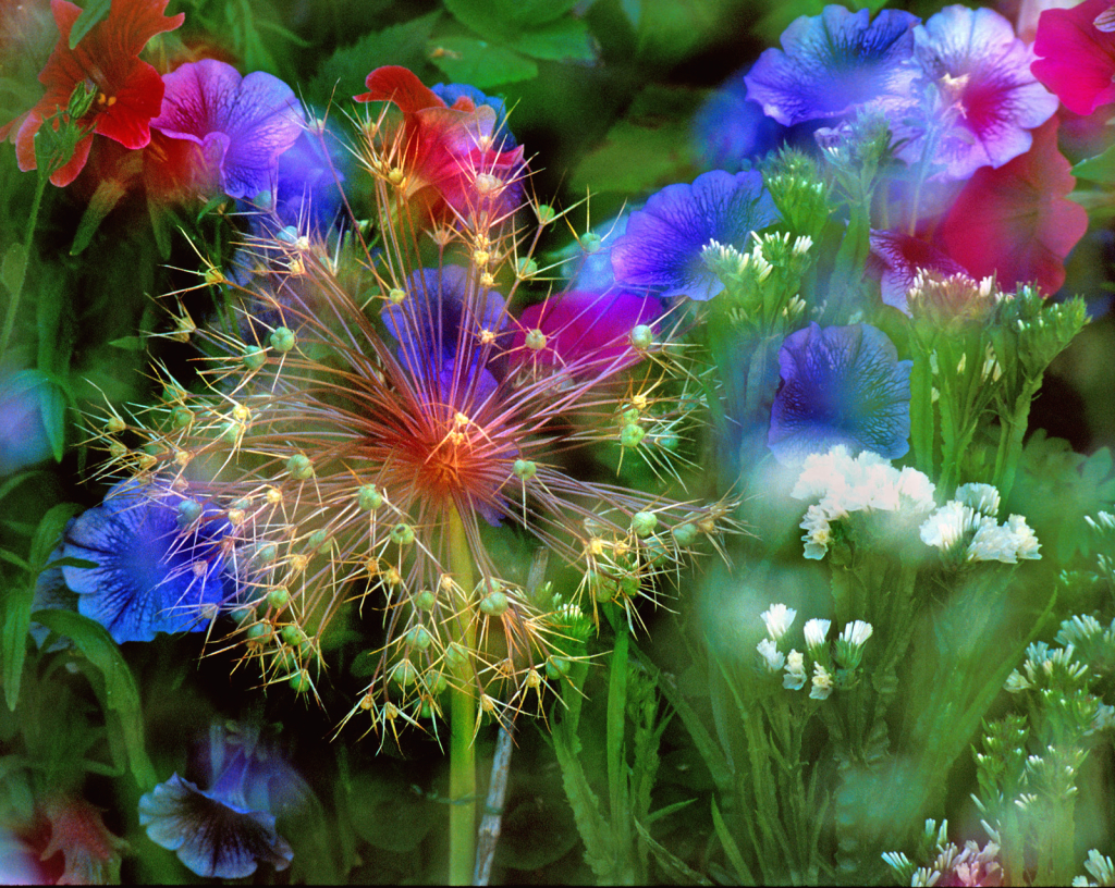 Floral Fireworks