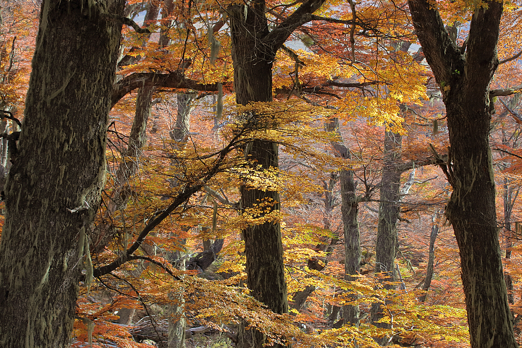 The enchanted forest