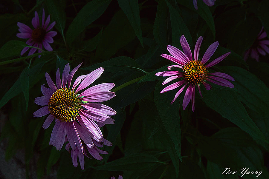 Cone Flower - ID: 16073703 © Don Young