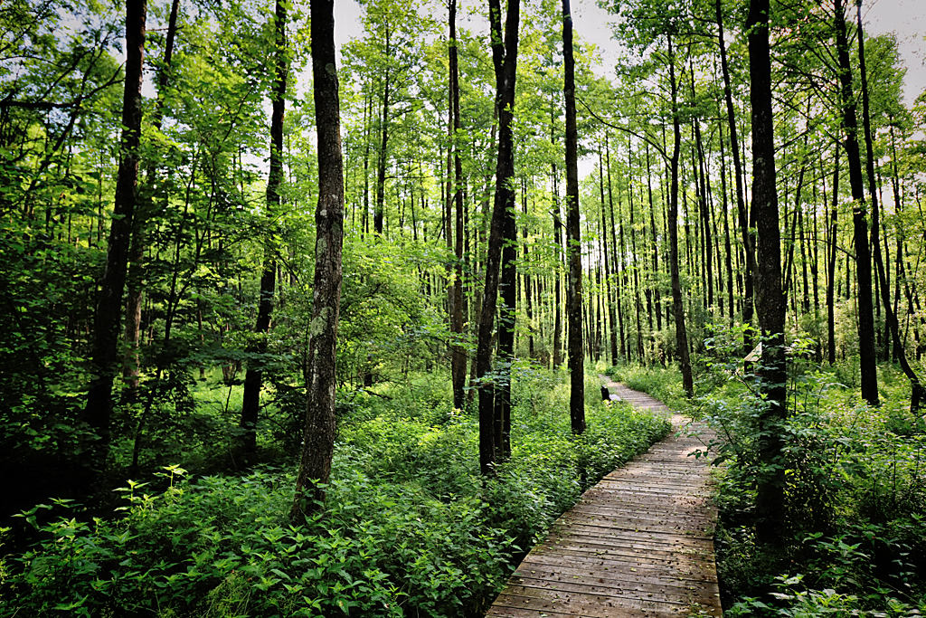 Forest Path