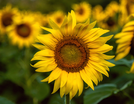 Sunny Sunflower Day!