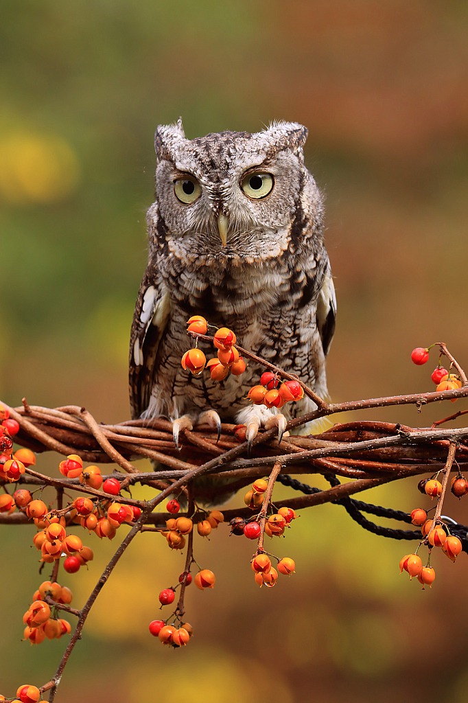 Screech Owl