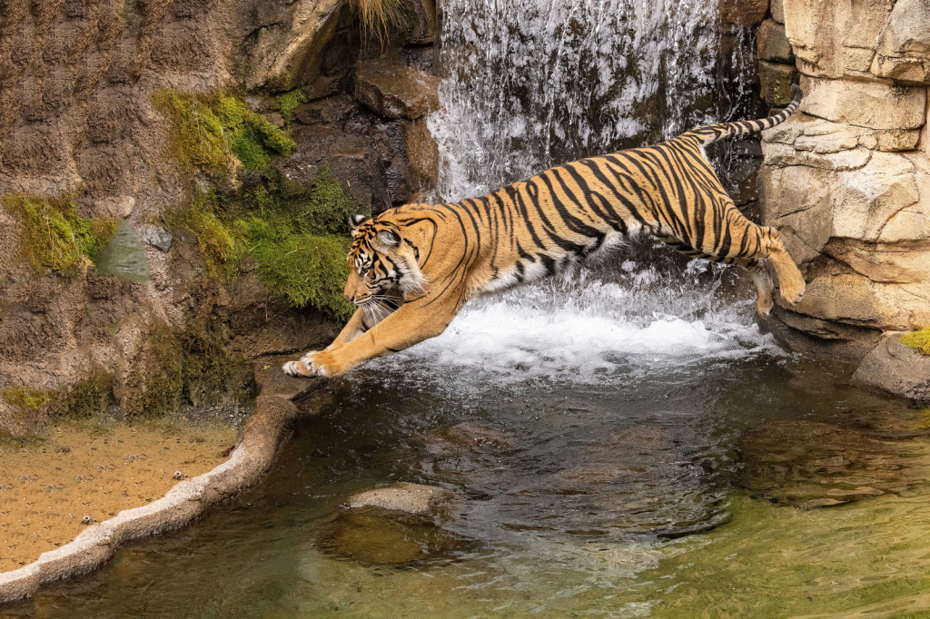 Leaping Tiger