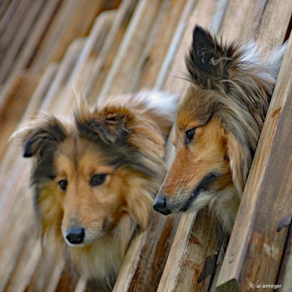 Shelties on the deck.