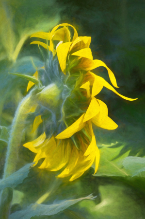 Sunflower with Definite Personality!