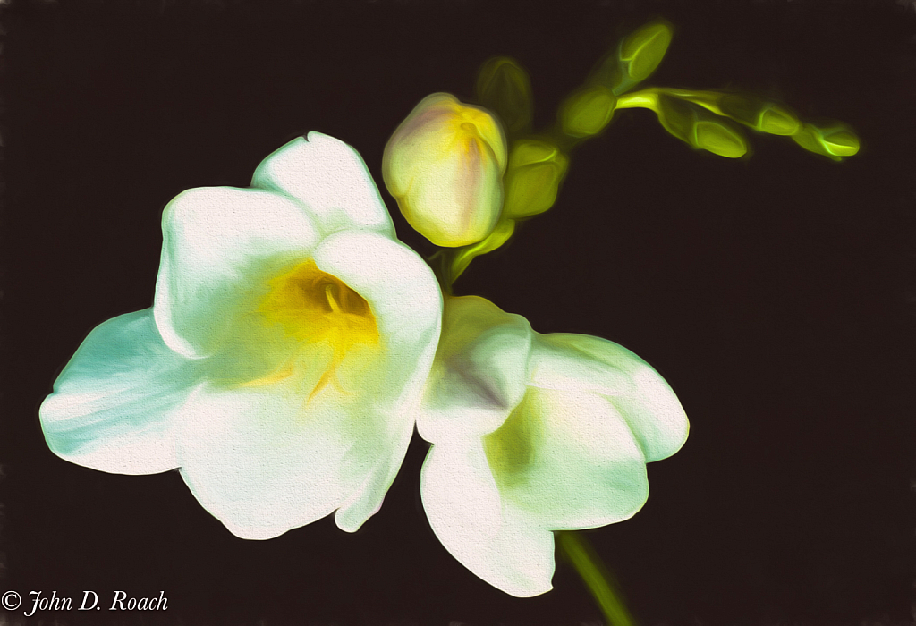 Freesia on Black