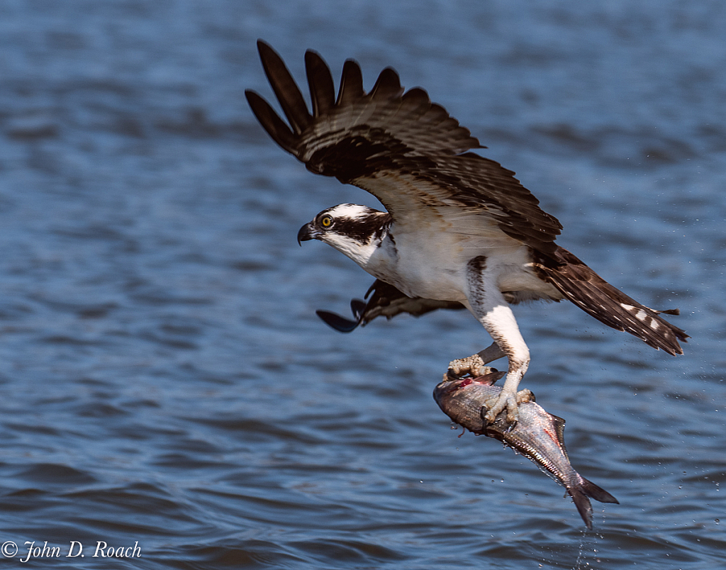 Osprey Fishing - ID: 16073858 © John D. Roach