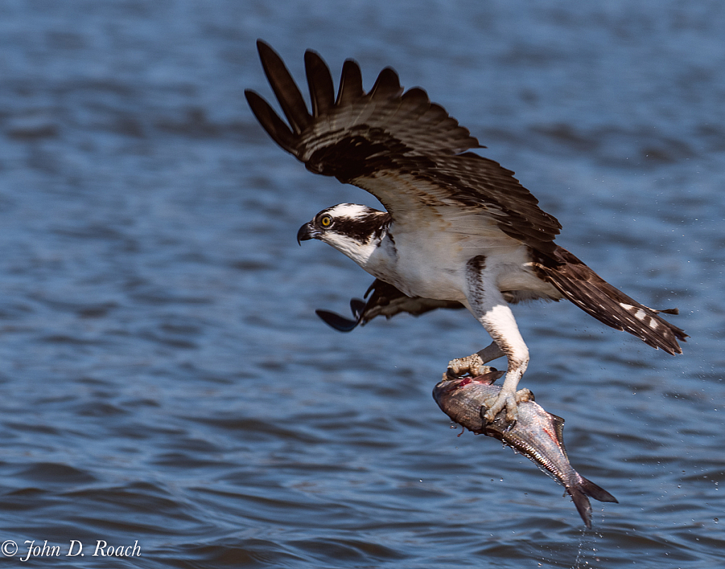 Osprey Fishing