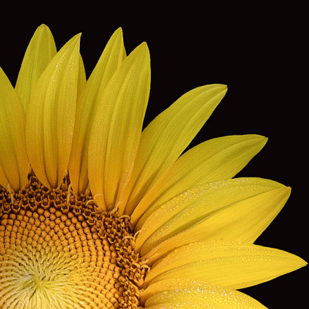 Nature's Amazing Sunflower