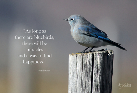 Bluebirds, Miracles and Happiness