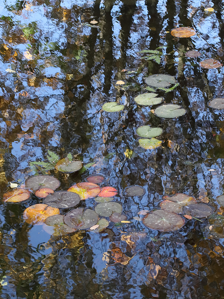 Blue notes on the late fall pond