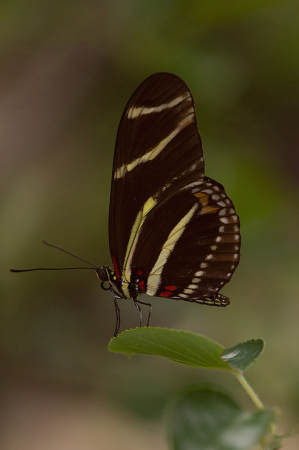 Brown and White Butterfly