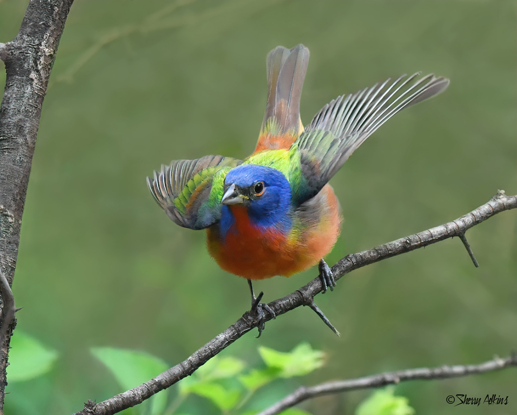 Painted Bunting 2 - ID: 16074116 © Sherry Karr Adkins