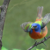 2Painted Bunting 2 - ID: 16074116 © Sherry Karr Adkins