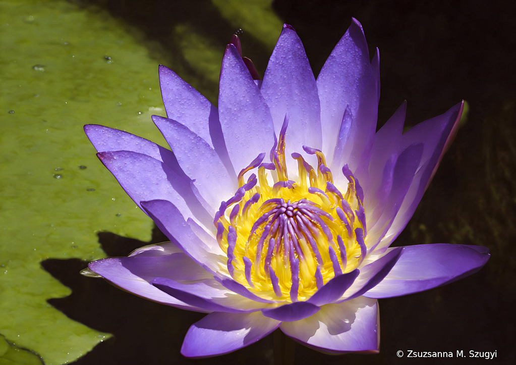 Purple waterlily