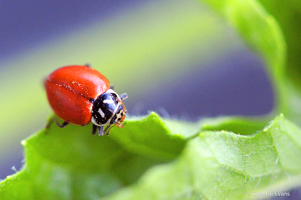 Spotless Ladybug