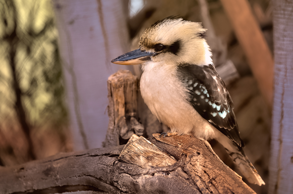 Sitting Pretty - ID: 16074150 © Kelley J. Heffelfinger