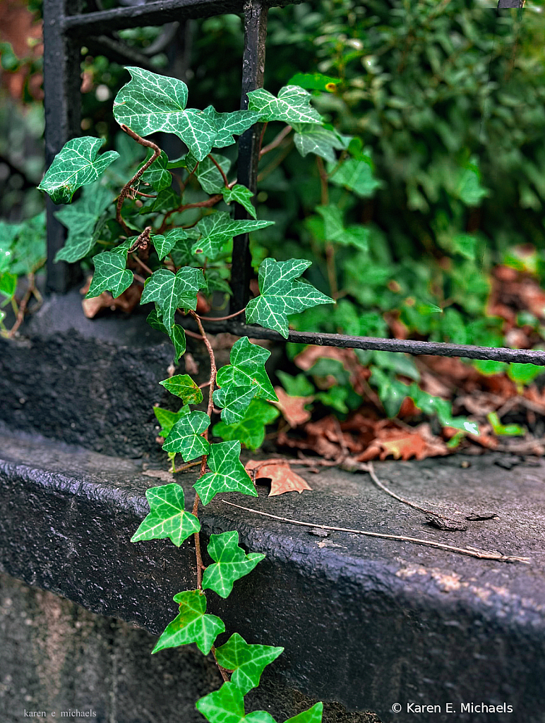 ivy and iron fence - ID: 16074178 © Karen E. Michaels